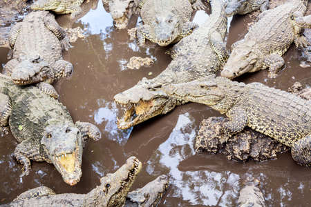Many crocodiles at the farm in Cuba