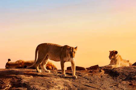 Lions in the Masai Mara national park, Kenya during amazing sunset. Animal wildlife landscape.の写真素材