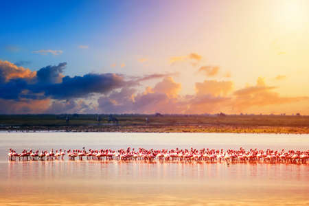 Beautiful sunset in Kenya Amboseli National Park with lake and Flamingos. Lesser flamingo Phoeniconaias minor in Kenya, Africa.の写真素材