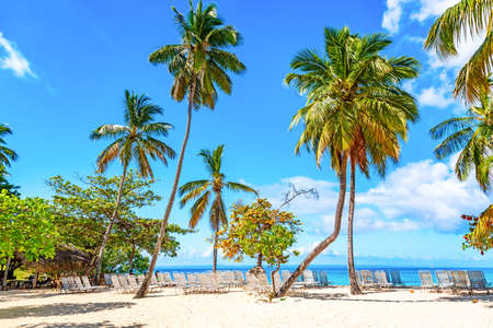 Beautiful Cayo Levantado island beach with palms. Samana, Dominican Republic. Vacation travel background.の写真素材