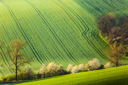 Spring rural nature landscape with blossoming flowering trees on green wavy rolling hillsの写真素材