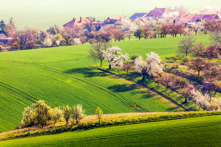 A village in Veterov town in the South Moravian Region. Beautiful spring landscape with blossoming trees in Czech Republicの写真素材
