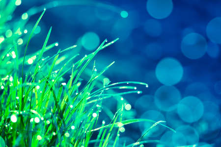 Artistic beautiful image of green grass with dew water droplets early spring morning in the sunlight. Nature concept. Macro image with selective focus.の写真素材