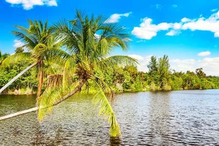 Palm trees in Cuba. Vacation travel background.の写真素材