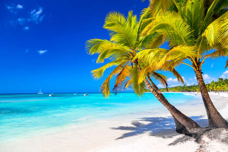 Palm trees on the caribbean tropical beach. Saona Island, Dominican Republic. Vacation travel background.の写真素材