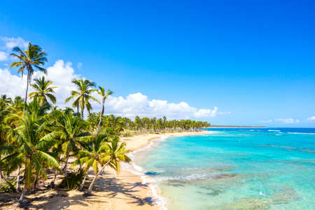 Drone view of palm trees on the wild tropical beach in Dominican Republic. Vacation travel background.の写真素材