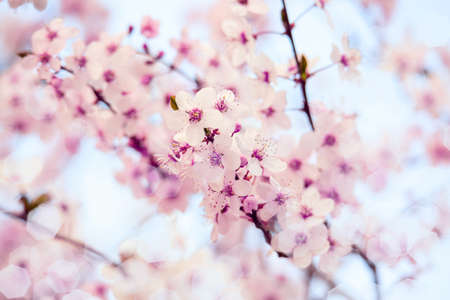 Beautiful artistic fantastic toned floral image of spring nature. Branches of blossoming cherry...