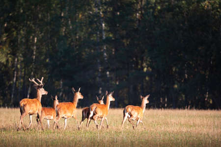 Running red noble deer group in autumn against forest in the evening. Autumn landscape with herd of deer. Cervus Elaphus. Natural habitatの写真素材