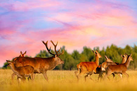 Red deer group with deer stag during amazing sunrise with pink sky. Autumn landscape with herd of deer. Cervus Elaphus. Natural habitatの写真素材