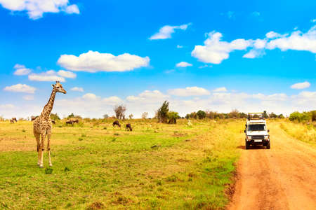 Wild giraffe near safari car in Masai Mara National Park, Kenya. Safari concept. African travel...