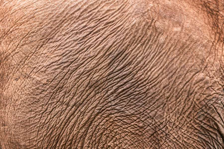 Texture of African elephant skin. Elephant skin background pattern.
