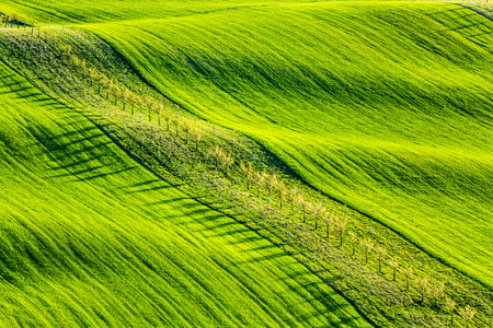 Spring rural nature landscape with young trees on green wavy rolling hills. South Moravia, Czech Republiの写真素材