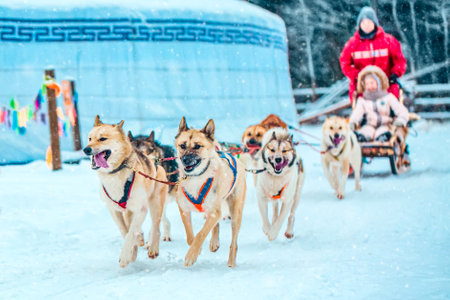 Husky dogs are pulling sledge with a kid in winter in Finland.