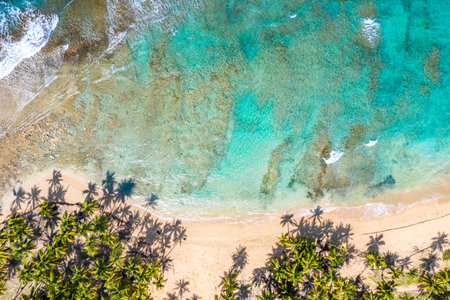 Tropical summer beach with coconut palm trees background. Aerial drone idyllic turquoise sea...
