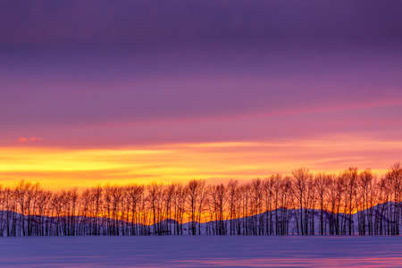 Winter landscape. Trees in a row with vivid saturated beautiful sunset sky in pink, purple and blue colors. Sunset background.の写真素材