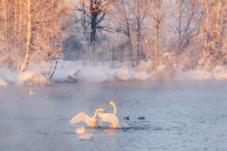 White whooper swans swimming in the nonfreezing winter lake. Altai, Russia.の写真素材