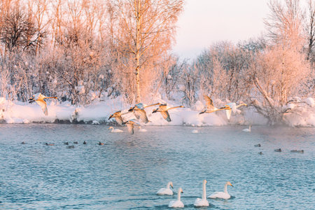 White whooper swans flying over the nonfreezing winter lake in the morning. Altai, Russia.の写真素材