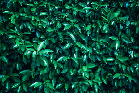Fresh green leaves pattern background. Nature background. Summer nature.