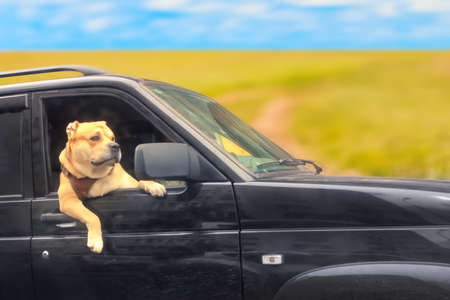 Familty travel concept. Cute dog looks out of the black car on a field road.