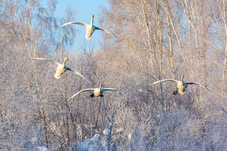 White beautiful whooper swans flying against winter forest. Altai, Russia.の写真素材