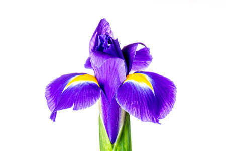 Beautiful iris flower isolated on white background.の写真素材