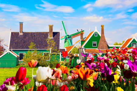 Dutch typical landscape. Traditional old dutch windmill and green houses Zaanse Schans village with tulips flowers flowerbed in the Netherlands. Famous tourism placeの写真素材