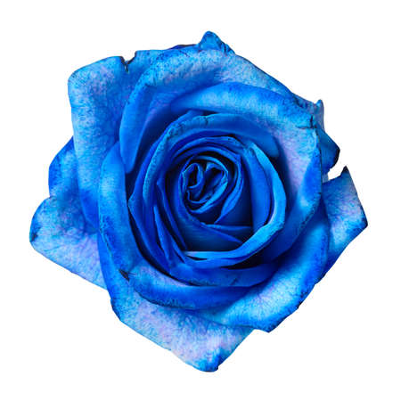 Beautiful blue rose bud isolated on white background.の写真素材