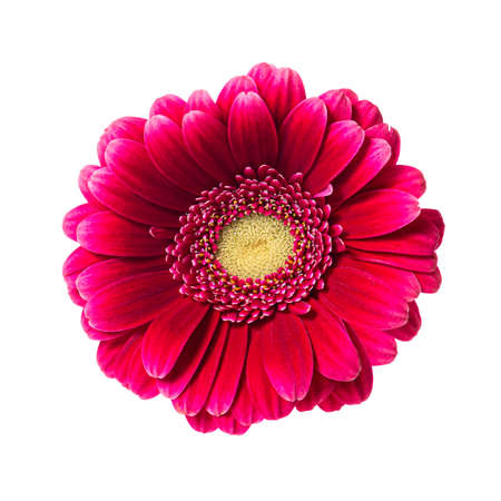 Beautiful pink red gerbera flower isolated on white background.の写真素材