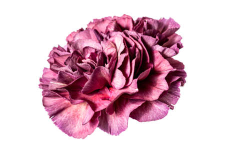 Beautiful red pink carnation flower bud isolated on white background.の写真素材