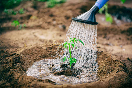 Gardening, Farming and agriculture concept. Watering seedling tomato plant in greenhouse gardenの写真素材