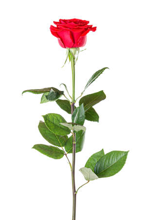 Beautiful red rose with long stem isolated on white background.の写真素材