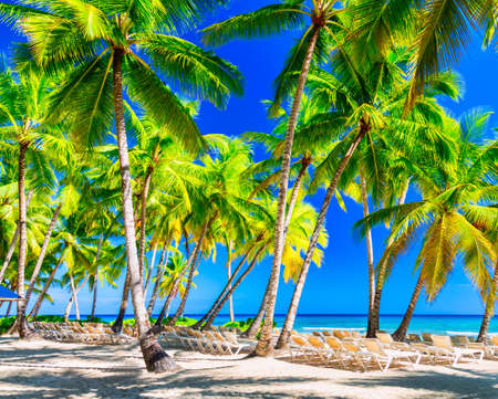 Coconut palm trees with sunloungers on the caribbean tropical beach. Saona Island, Dominican Republic. Vacation travel background.の写真素材