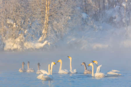 Winter landscape with swans and morning fog on the lake in Altai Krai, Russiaの写真素材