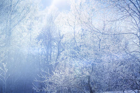 Winter forest landscape. Snow and frost overed trees in the morning in Russia.の写真素材