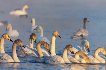 Winter landscape with swans and morning fog on the lake in Altai Krai, Russiaの写真素材