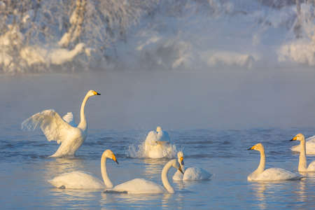 Winter landscape with swans and morning fog on the lake in Altai Krai, Russiaの写真素材