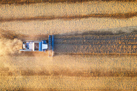 Aerial drone view of combine harverster on the harvest field. Agriculture concept