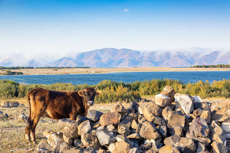 Brown cow against beautiful landscape with lake Sevan and mountains in Armenia.の写真素材