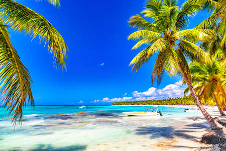 Palm trees on the caribbean tropical beach. Saona Island, Dominican Republic. Vacation travel background.の写真素材