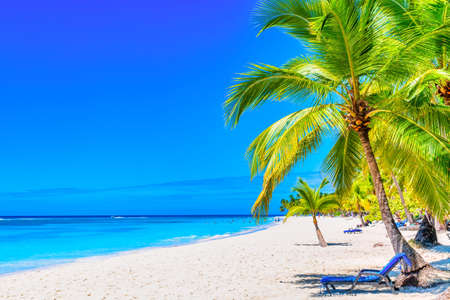 Palm trees on the caribbean tropical beach. Saona Island, Dominican Republic. Vacation travel background.の写真素材