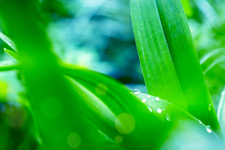 Close up macro image of dew or raindrops on a green grass leaf. Summer forest natural background during sunriseの写真素材