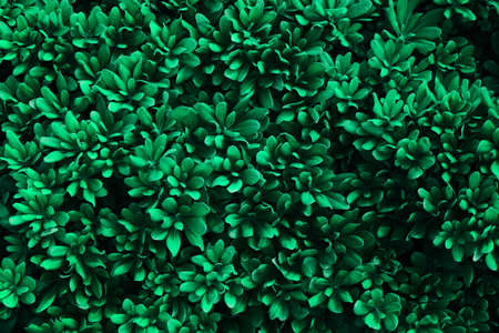 Fresh green leaves pattern background. Nature background. Summer nature.の写真素材