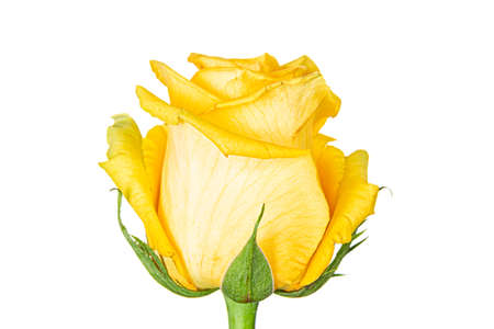 Beautiful yellow rose bud isolated on white background.の写真素材