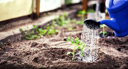 Gardening, Farming and agriculture concept. Watering seedling tomato plant in greenhouse gardenの写真素材