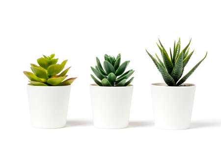 Beautiful artificial plants decorations in white pots isolated on white background