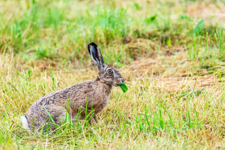 wild european hare eating leaf. Lepus europaeus.の写真素材