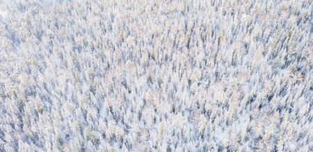 Aerial drone view of the forest in winter. Winter landscape with fir trees in snow from above.の写真素材