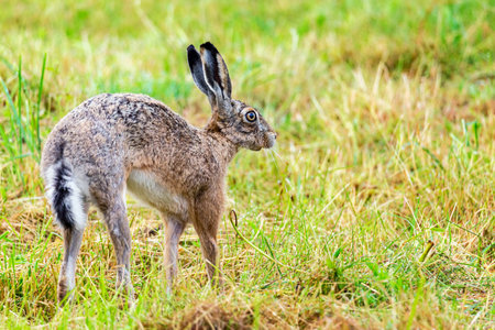 Wild european hare in grass. Lepus europaeus.