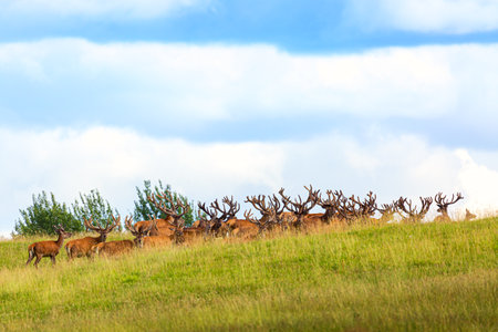 Red deer group running in summer. Summer landscape with herd of deer. cervus elaphus. natural habitatの写真素材