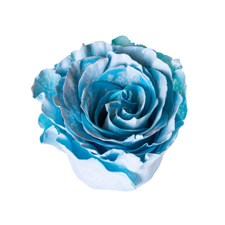 Beautiful blue rose bud isolated on white background.の写真素材